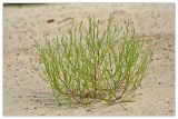 Corispermum hyssopifolium