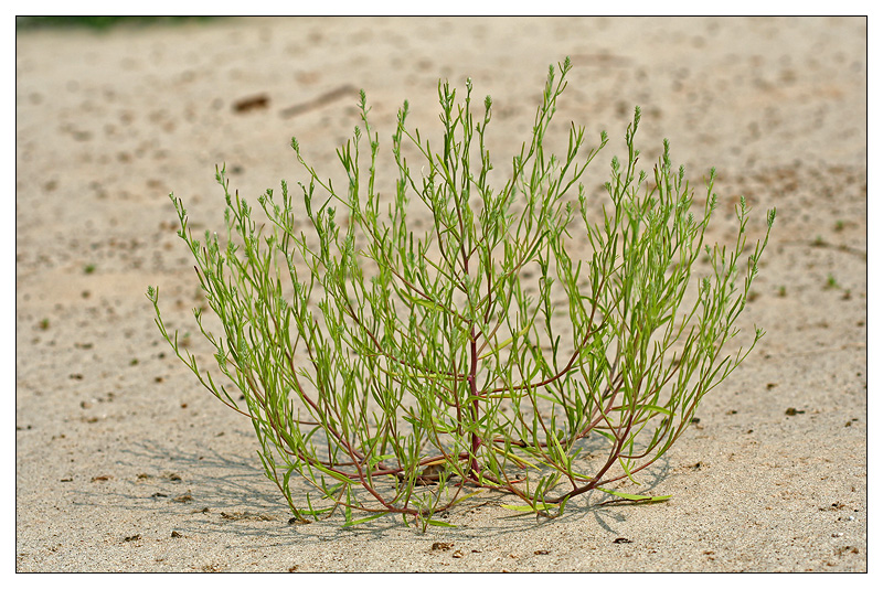 Image of Corispermum hyssopifolium specimen.