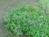 Aster sibiricus