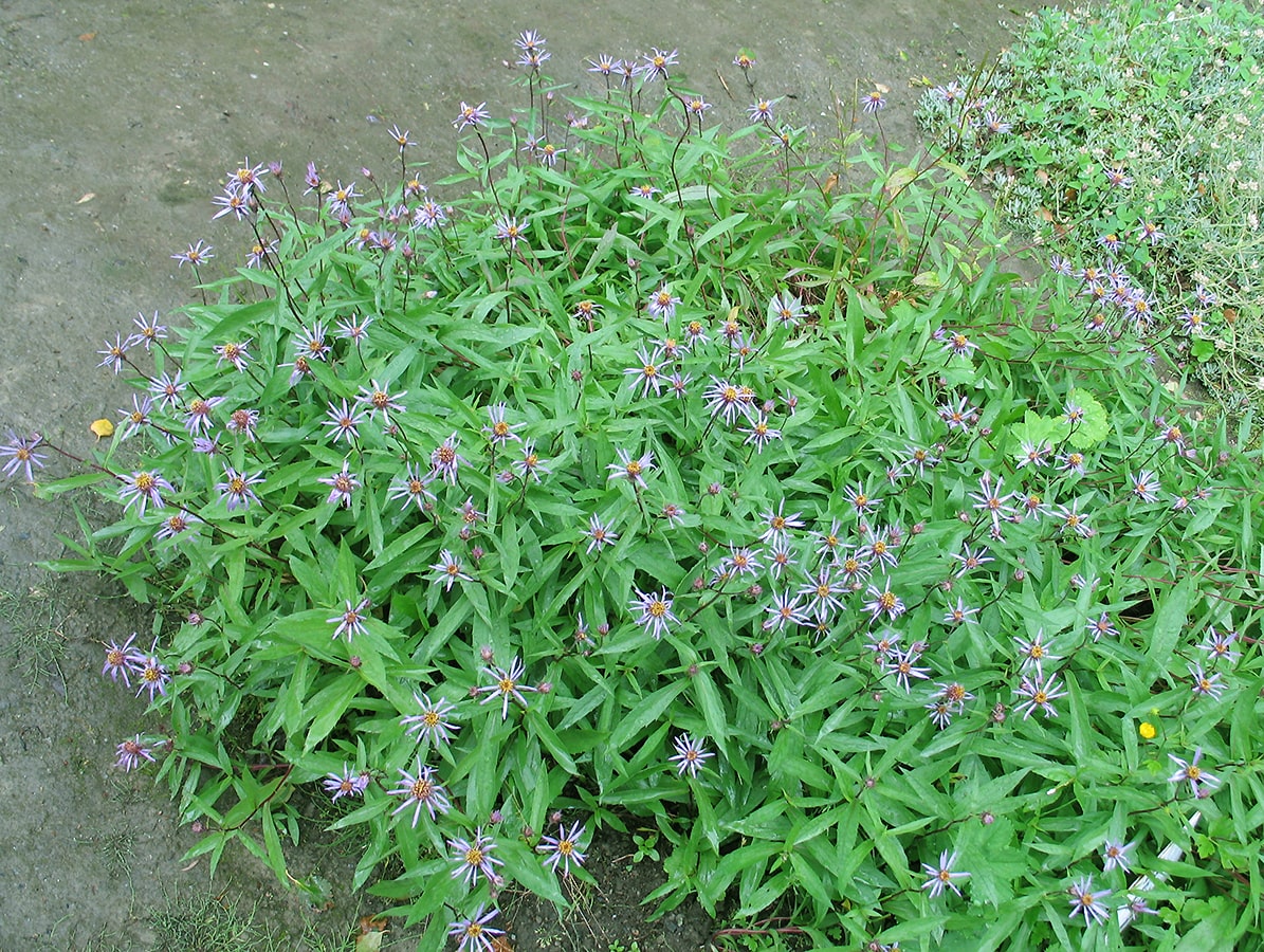 Image of Aster sibiricus specimen.