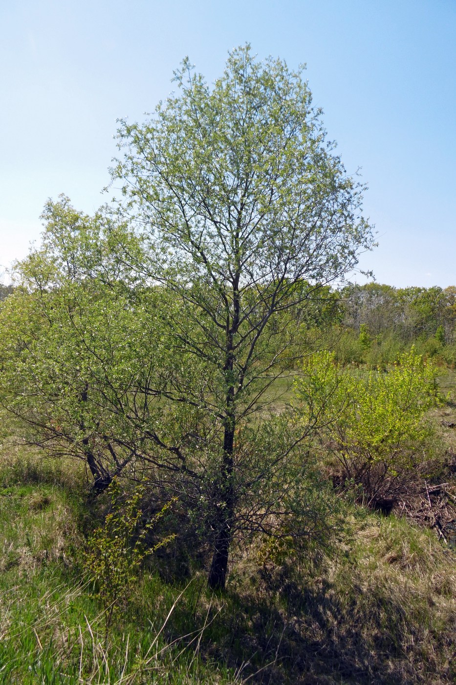 Image of Salix alba specimen.