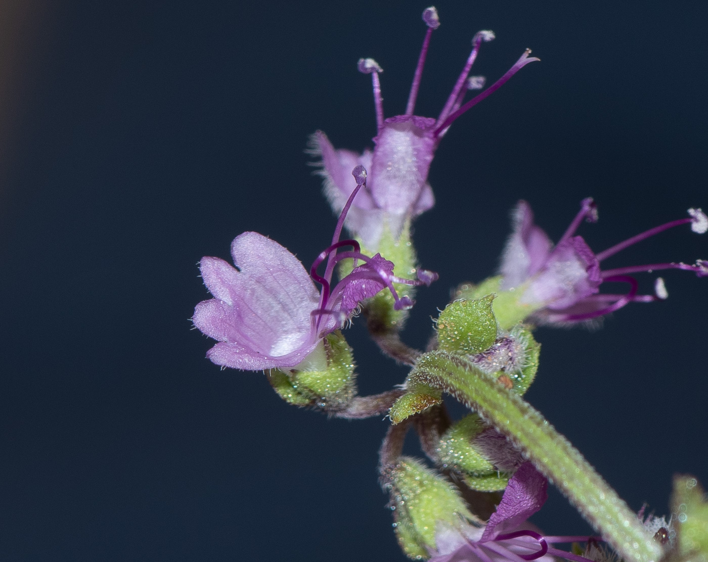 Изображение особи Ocimum americanum.