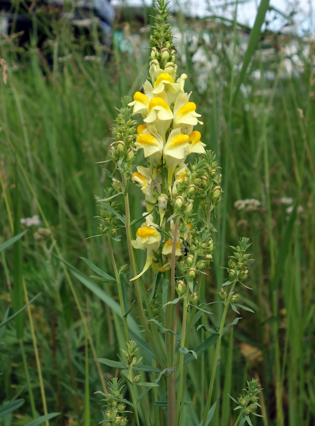 Image of Linaria vulgaris specimen.