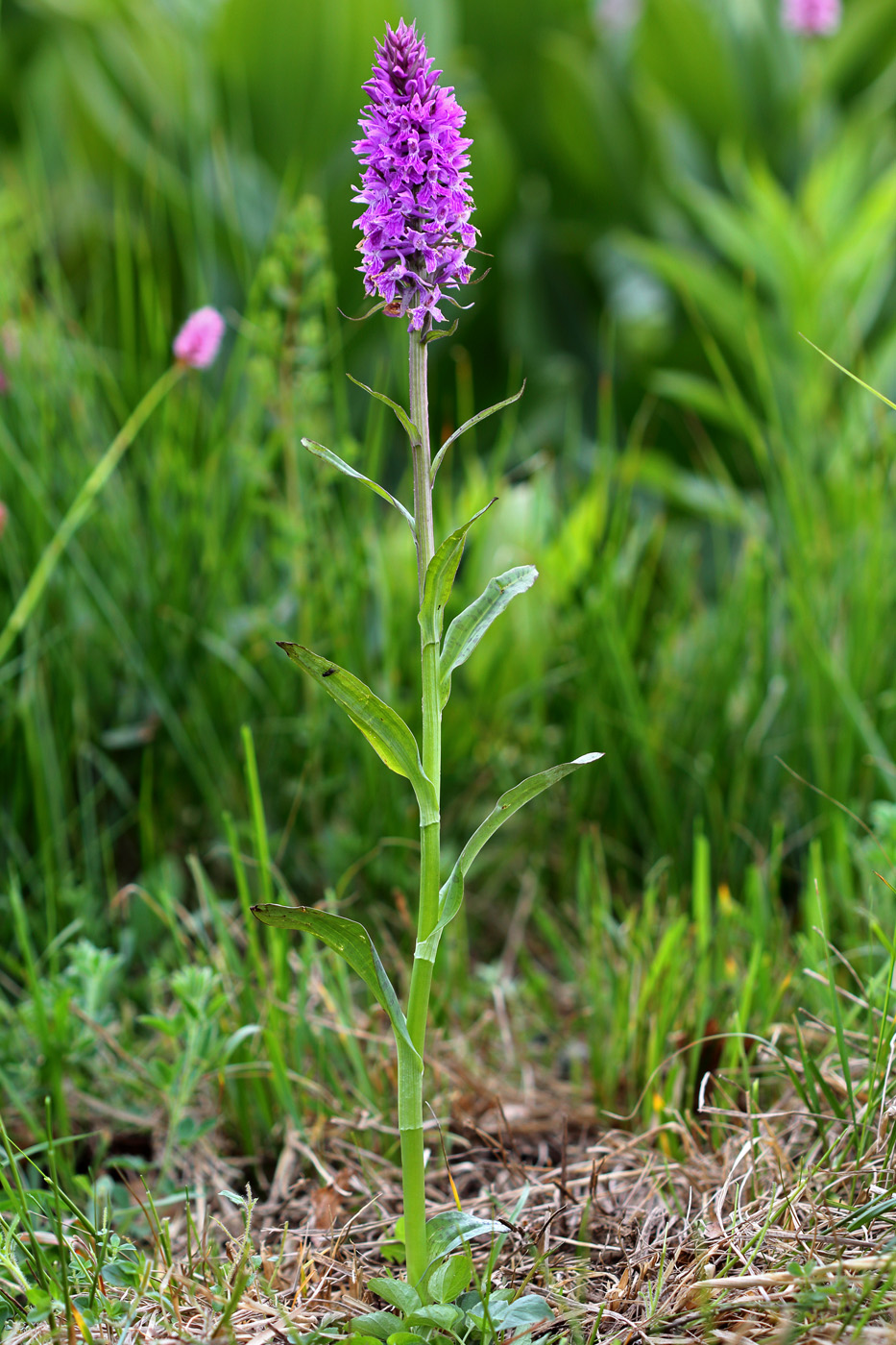 Изображение особи Dactylorhiza urvilleana.