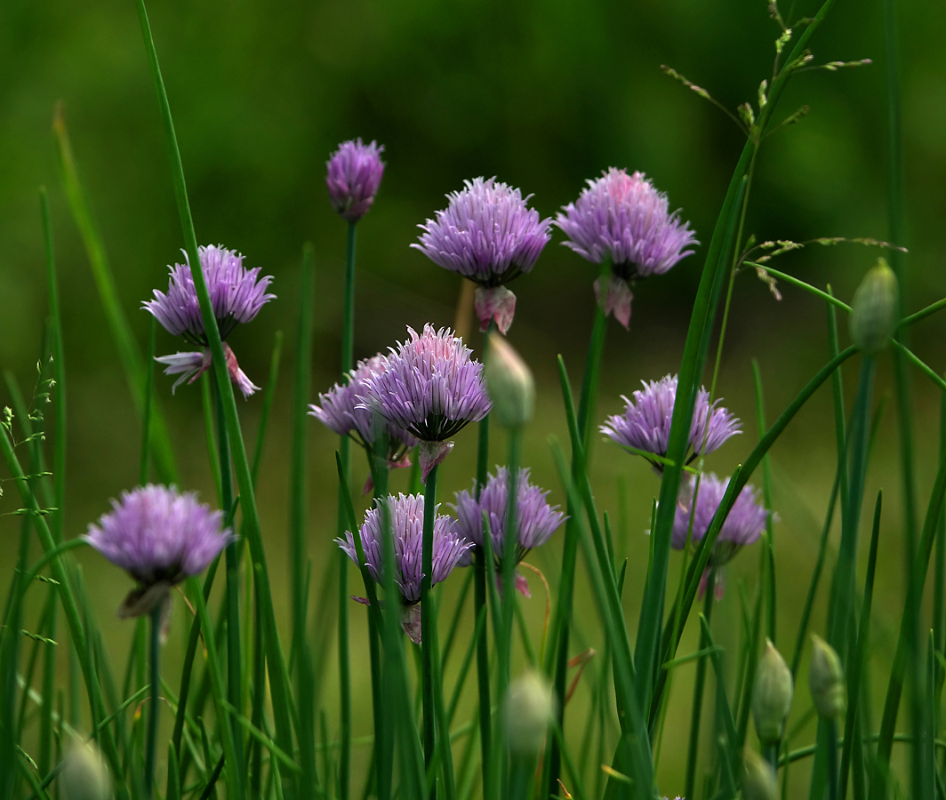 Изображение особи Allium schoenoprasum.