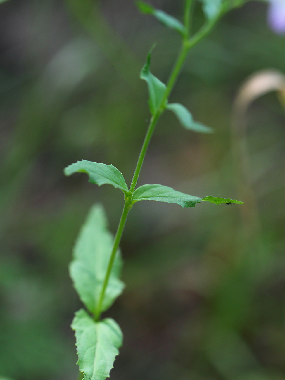 Изображение особи Epilobium montanum.