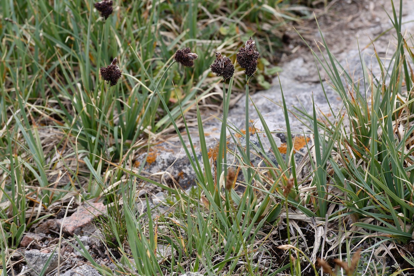 Изображение особи Carex melanantha.