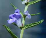 Scutellaria galericulata. Цветки. Подмосковье, окр. г. Одинцово, берег лесного озера. Июль 2020 г.