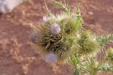 Cirsium polyacanthum