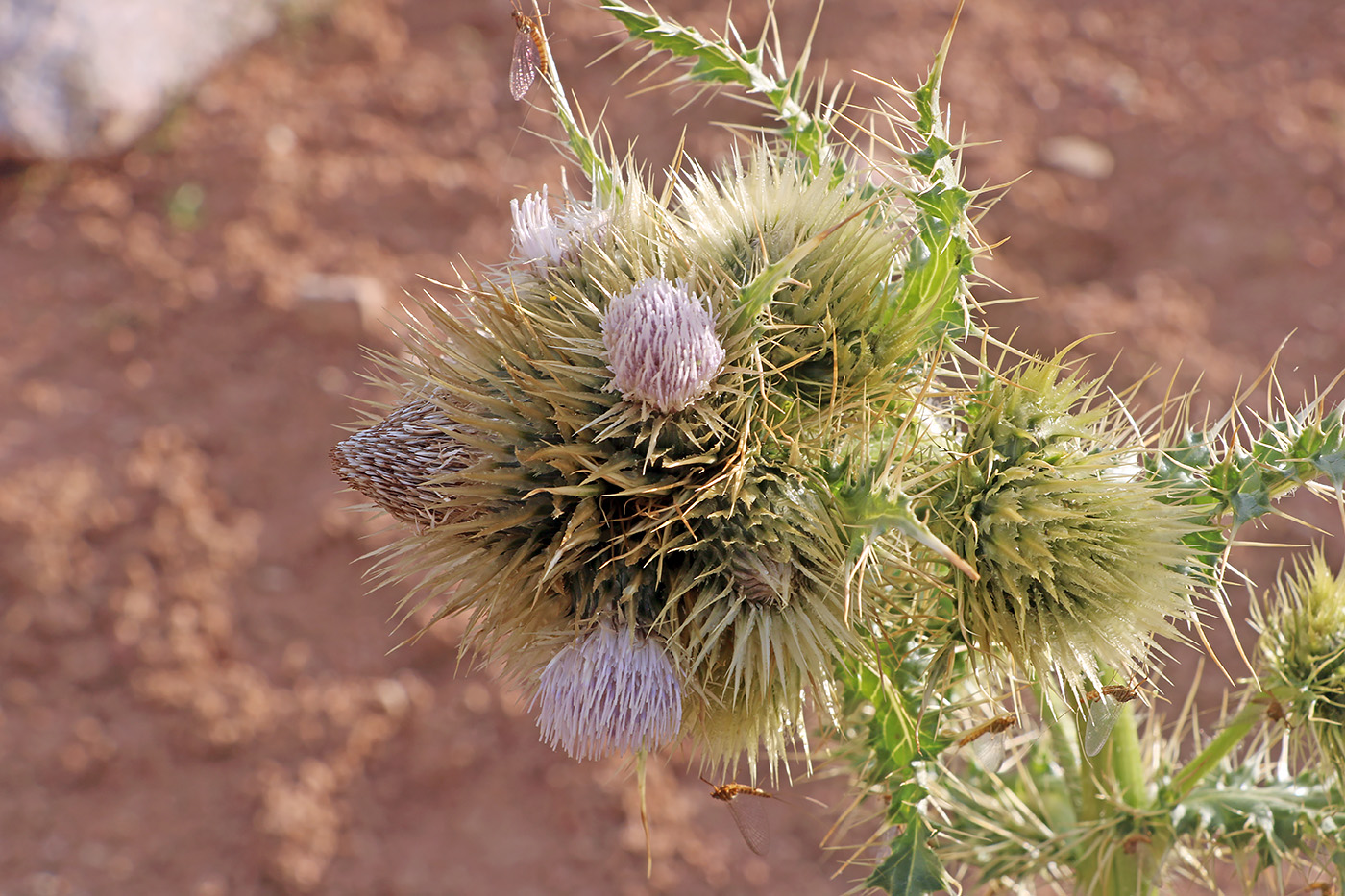 Image of Cirsium polyacanthum specimen.