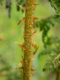 Dryopteris expansa