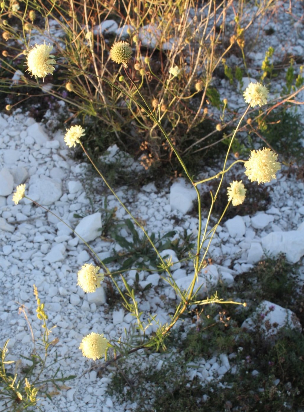 Изображение особи Cephalaria uralensis.