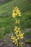 Verbascum pyramidatum. Верхушка соцветия. Краснодарский край, Адлерский р-н, окр. с. Эстосадок, северный склон хр. Аибга, выс. ≈ 2100 м н.у.м., каменистая осыпь. 11.08.2020.