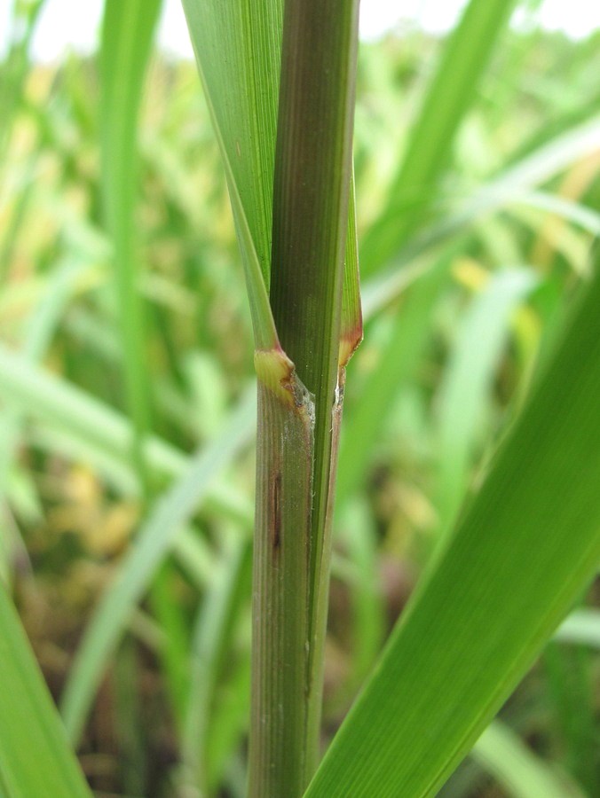 Image of Glyceria maxima specimen.