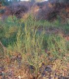 Amaranthus tuberculatus