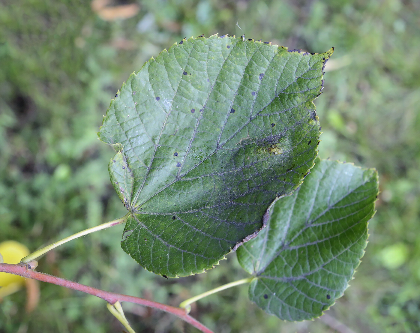 Image of Tilia &times; europaea specimen.