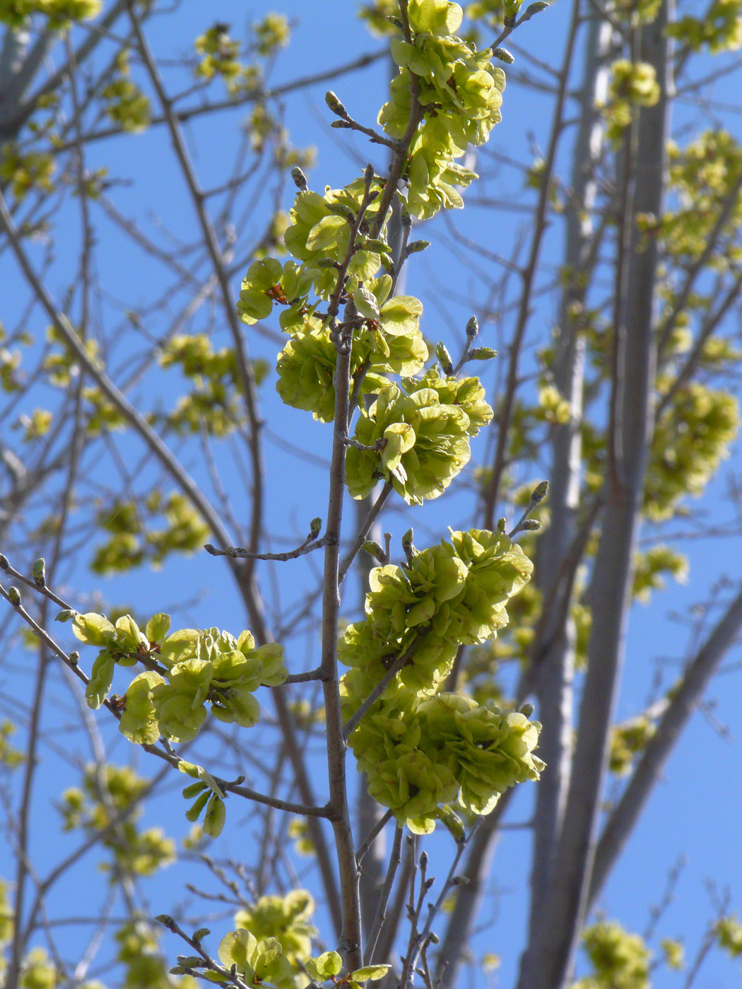 Изображение особи Ulmus pumila.