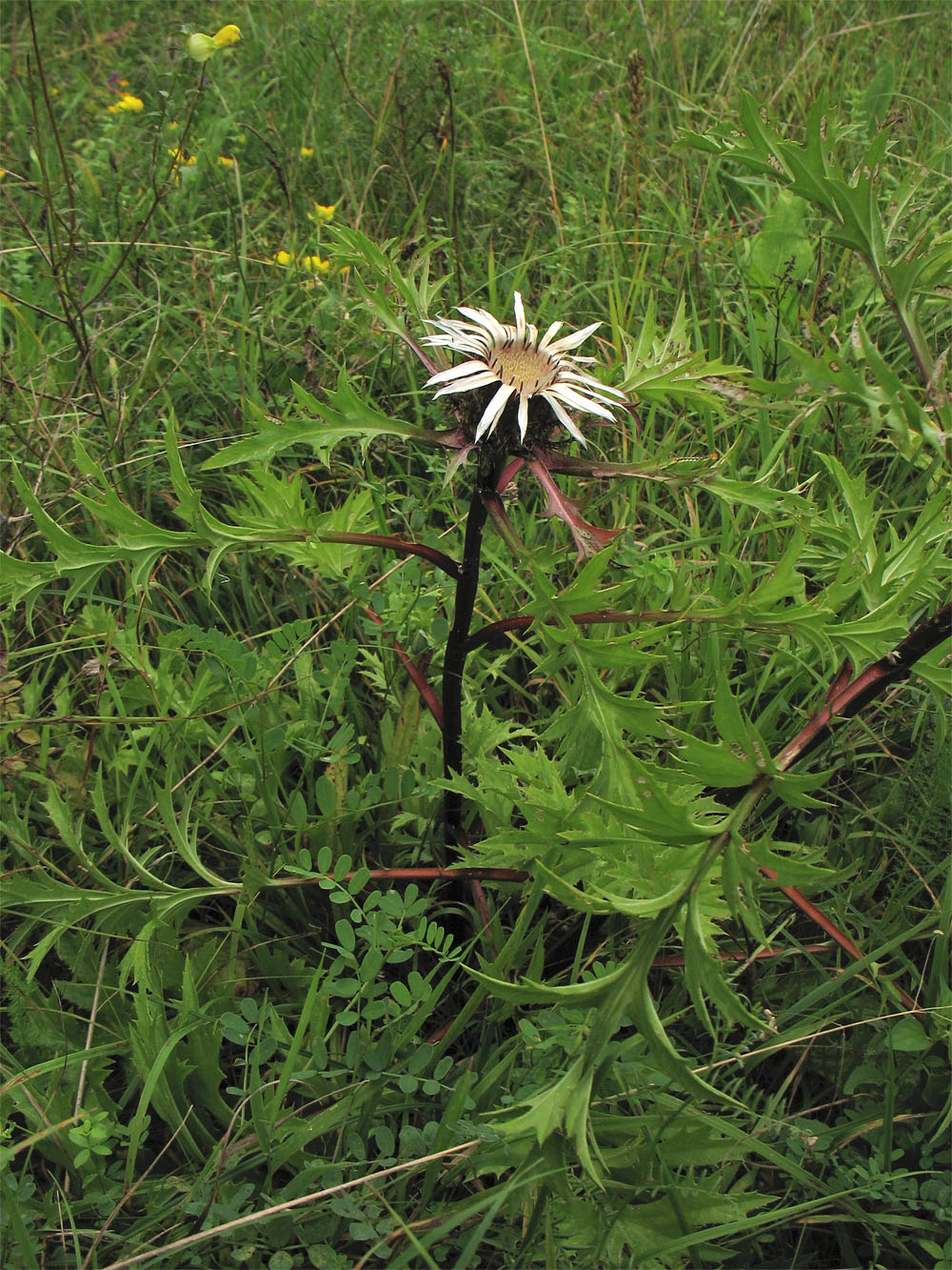 Изображение особи Carlina cirsioides.