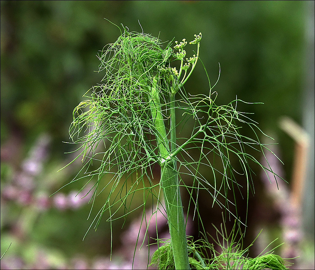 Image of Foeniculum vulgare specimen.