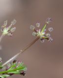 Daucus montanus