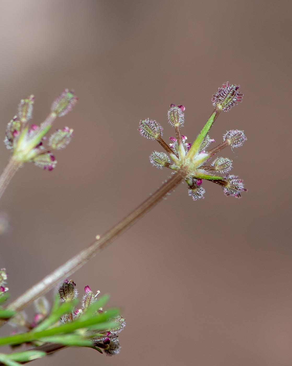 Изображение особи Daucus montanus.