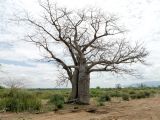 Adansonia digitata