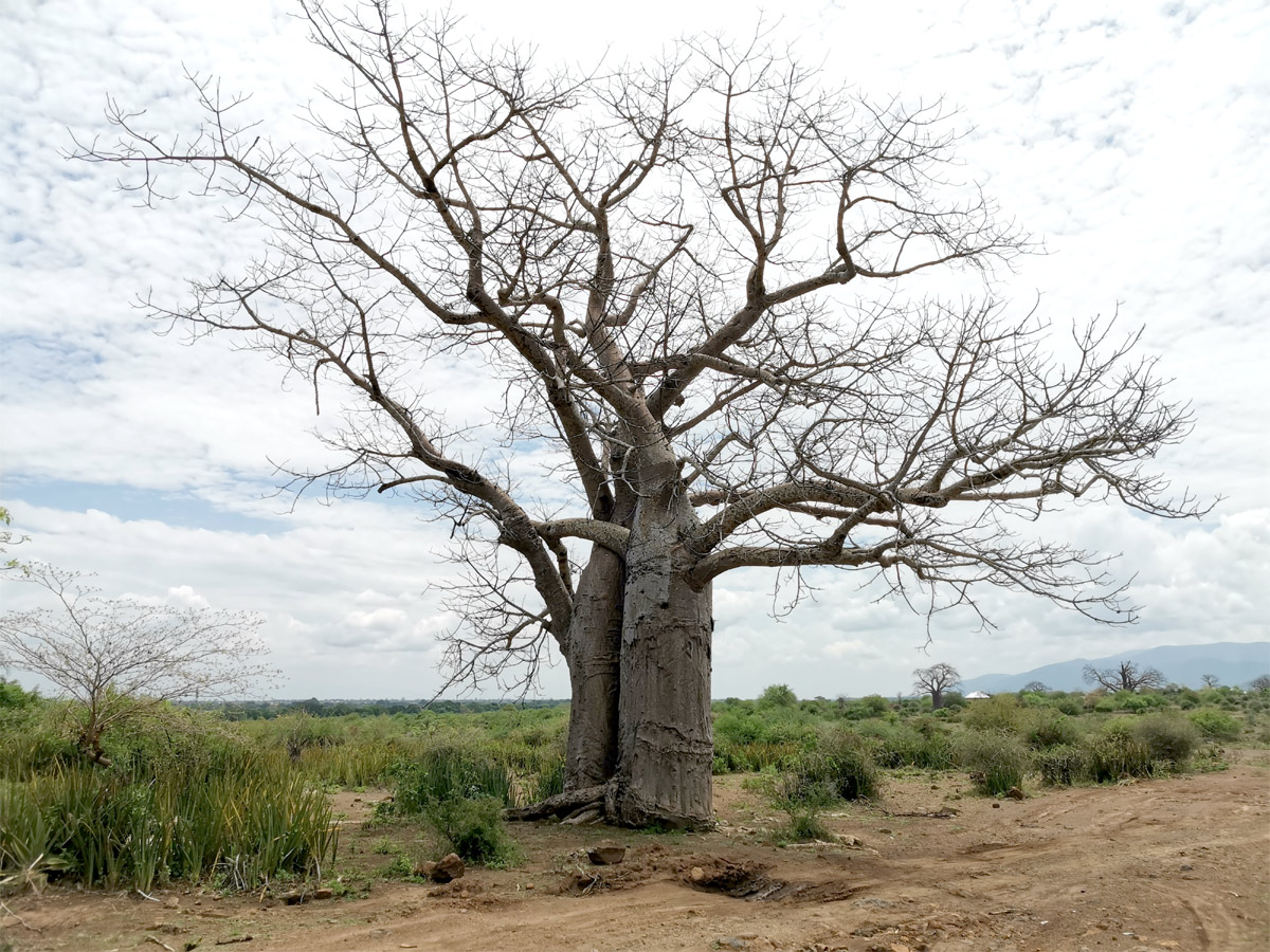 Изображение особи Adansonia digitata.