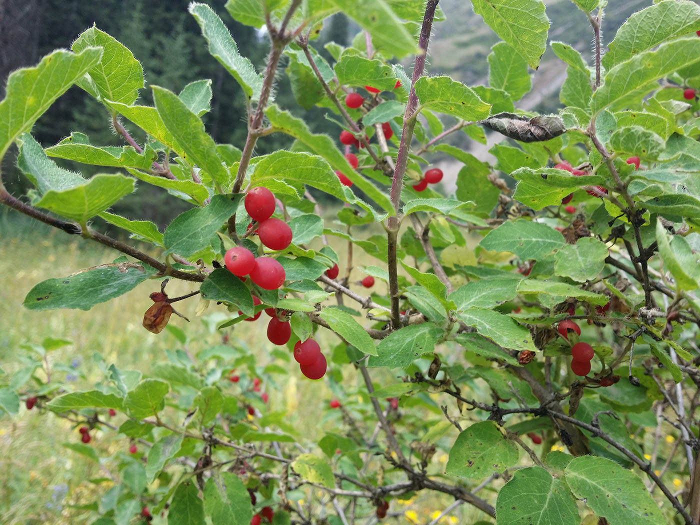 Image of Lonicera altmannii specimen.