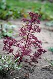 Teloxys aristata