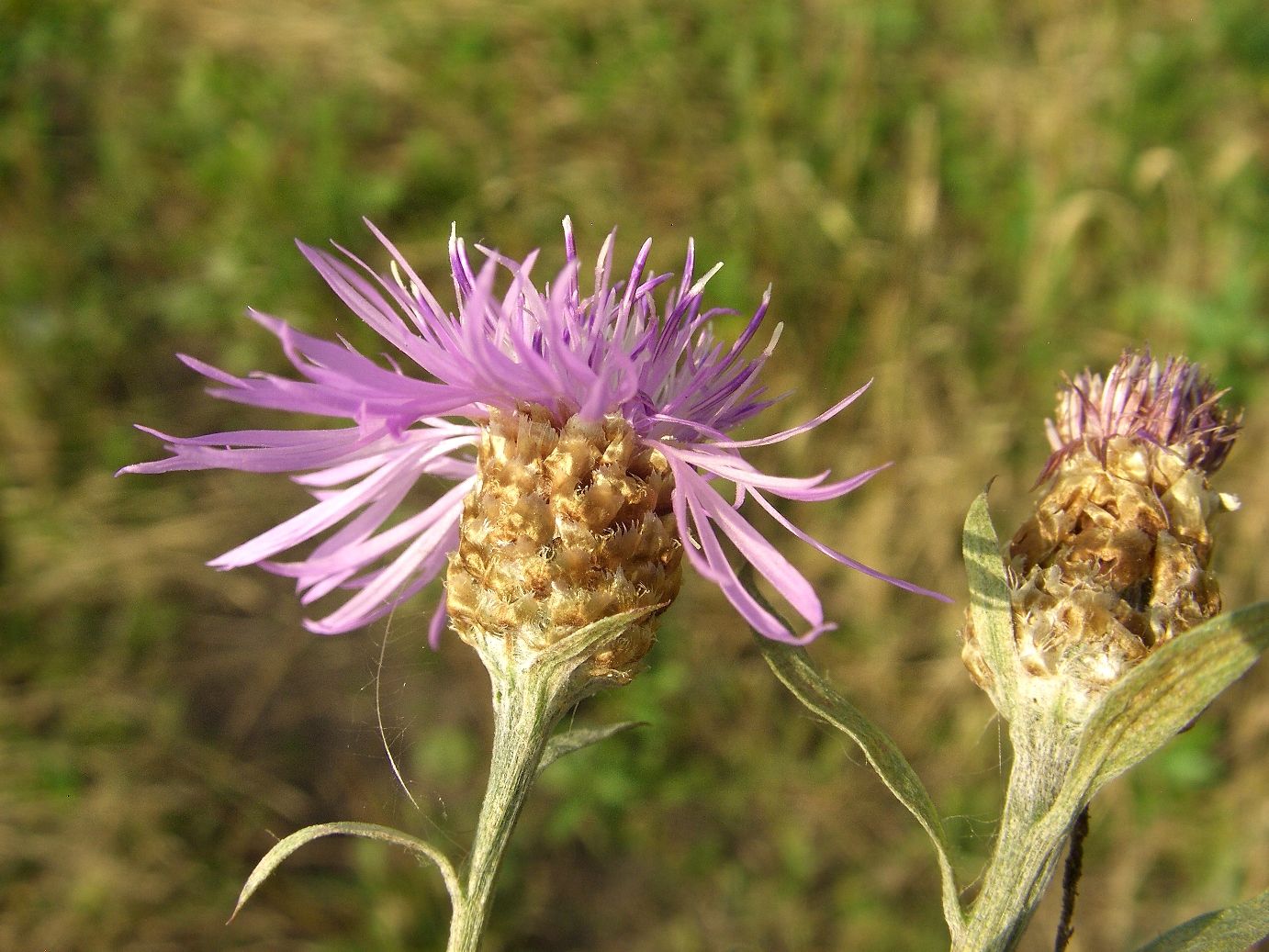 Image of Centaurea jacea specimen.