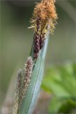 Carex nigra. Мужские (вверху) и женские (внизу) соцветия и часть листа. Ленинградская обл., Волосовский р-н, окр. дер. Пятая Гора, суходольный разнотравно-злаковый луг. 03.06.2020.