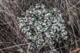 Cladonia