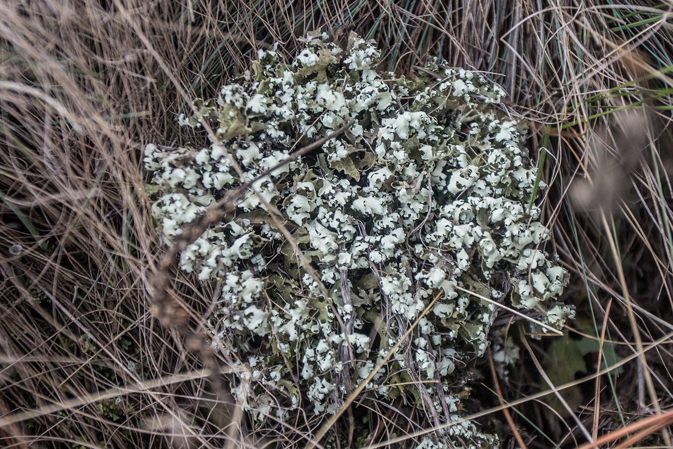 Изображение особи род Cladonia.