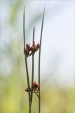 Juncus balticus