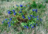 Gentiana asclepiadea