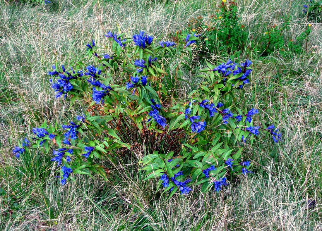 Image of Gentiana asclepiadea specimen.