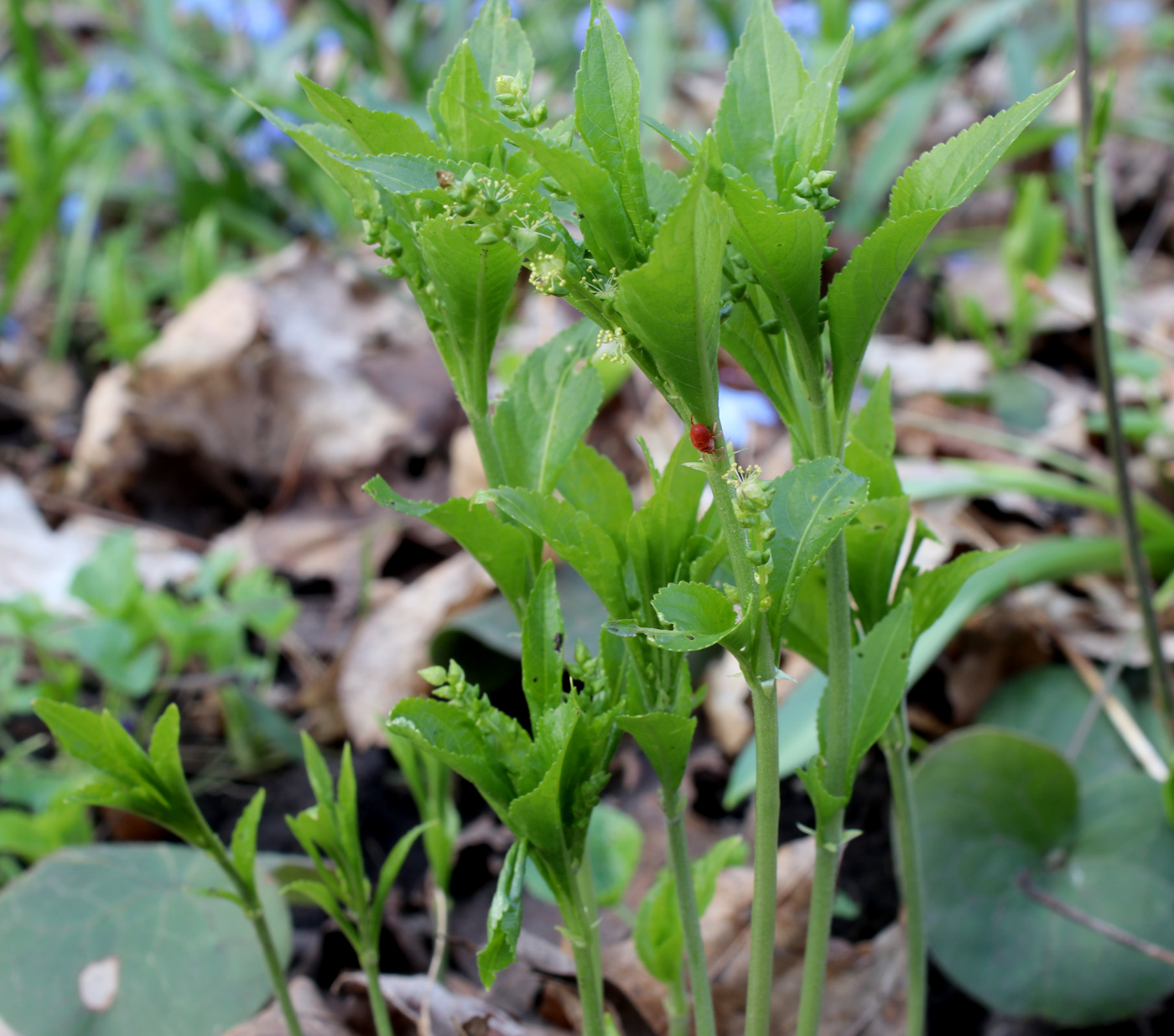 Изображение особи Mercurialis perennis.