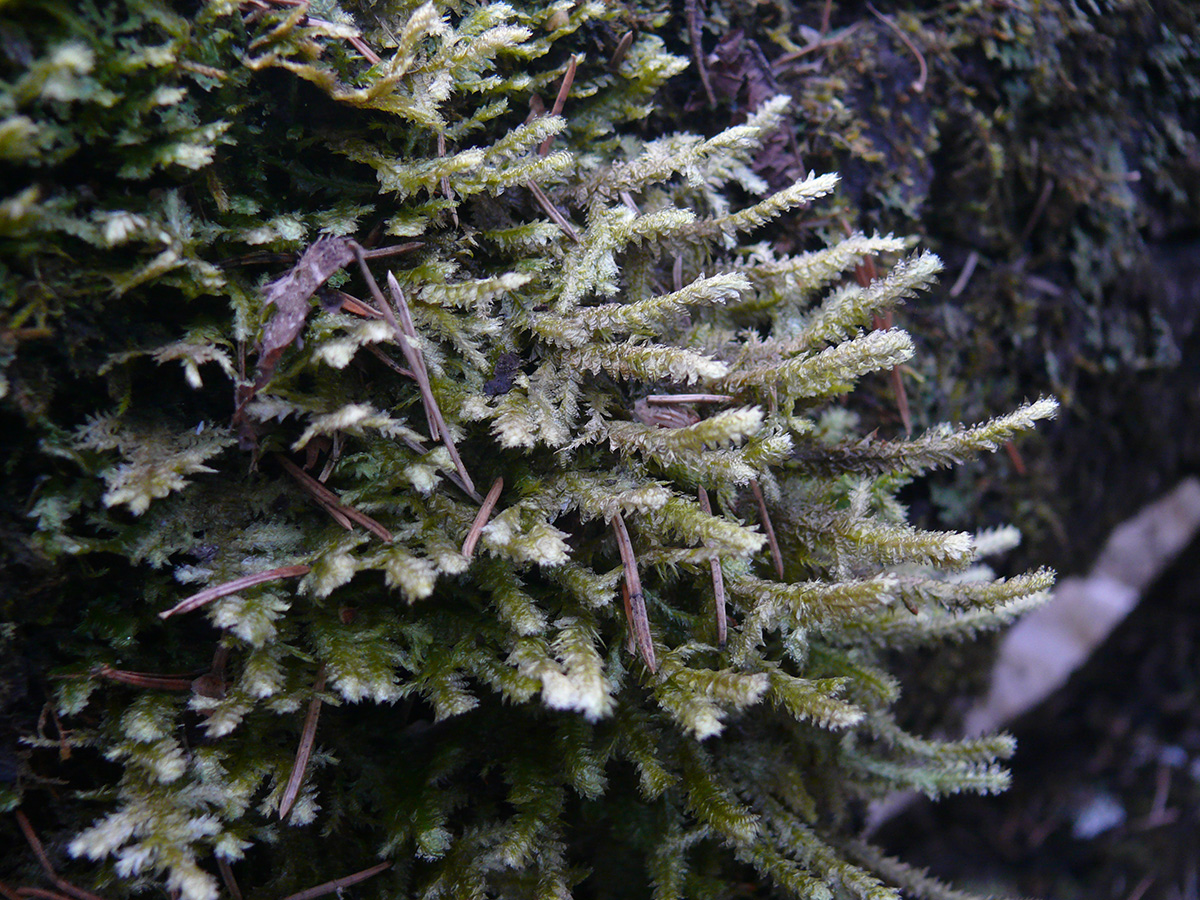 Image of genus Neckera specimen.