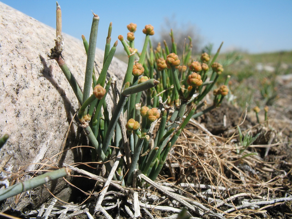 Изображение особи Ephedra regeliana.