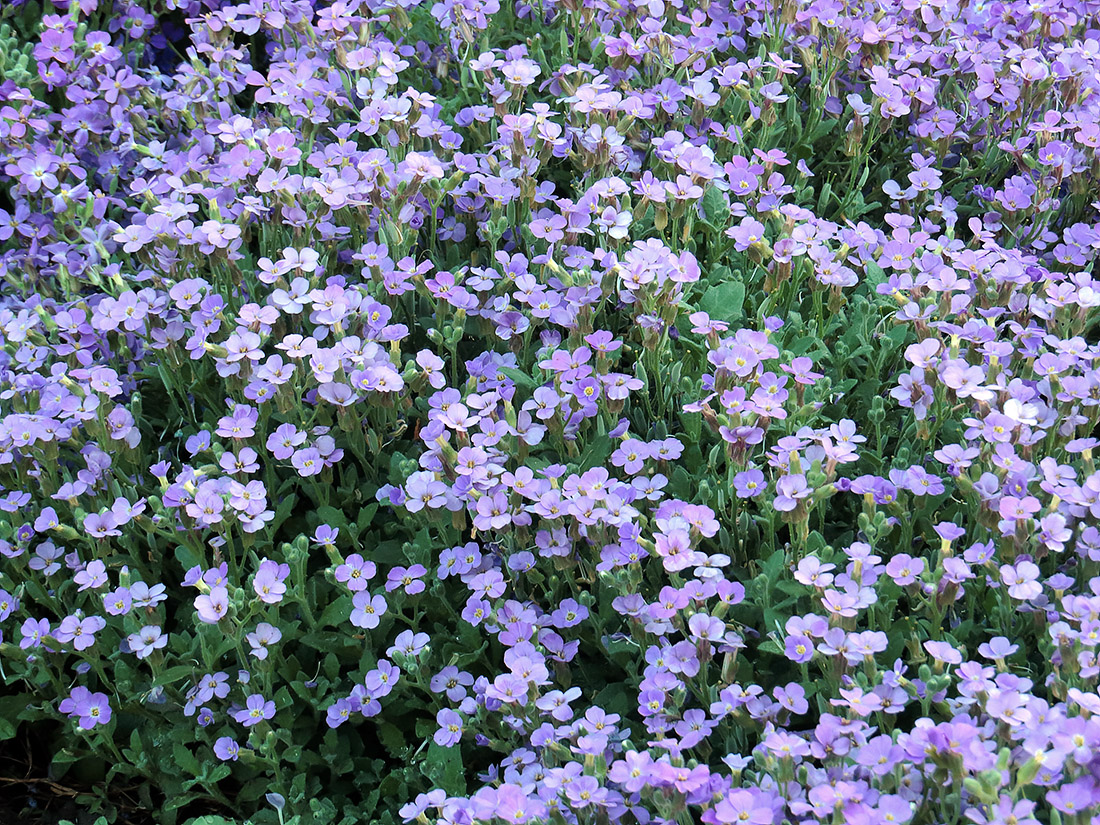Image of genus Aubrieta specimen.