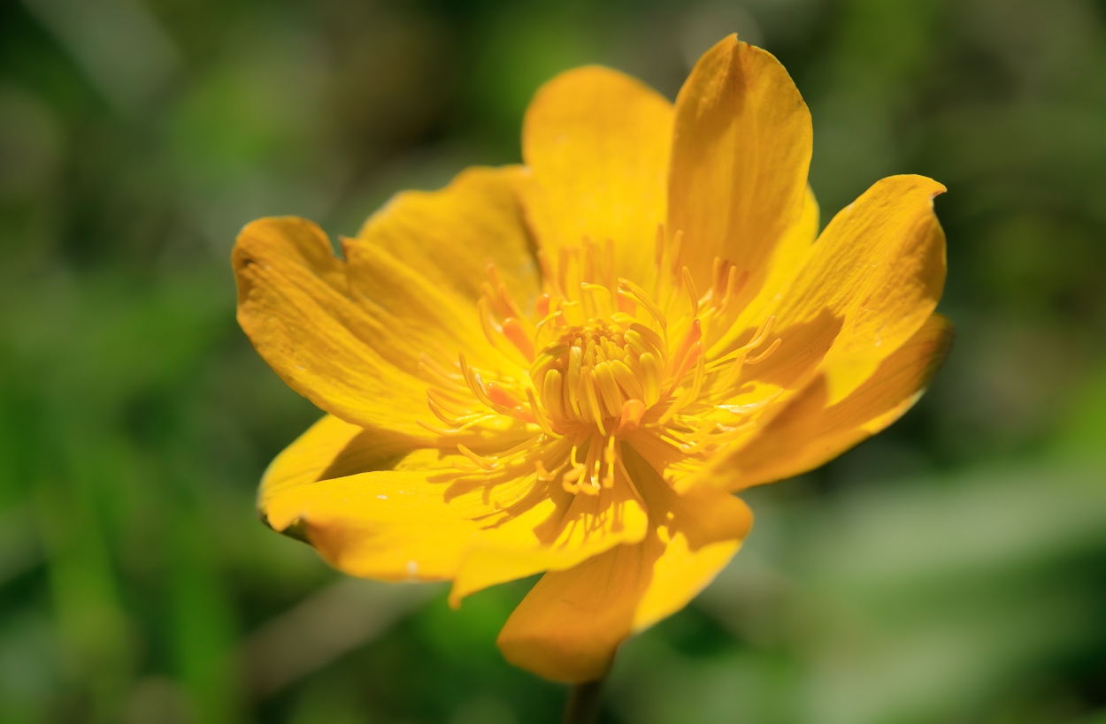 Изображение особи Trollius dschungaricus.