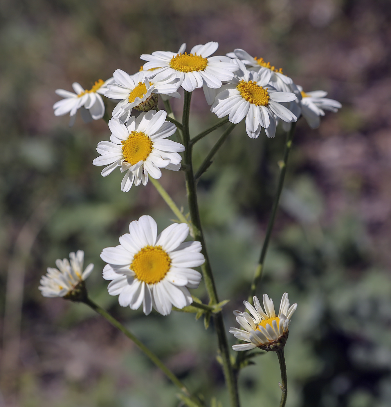 Image of Pyrethrum corymbosum specimen.