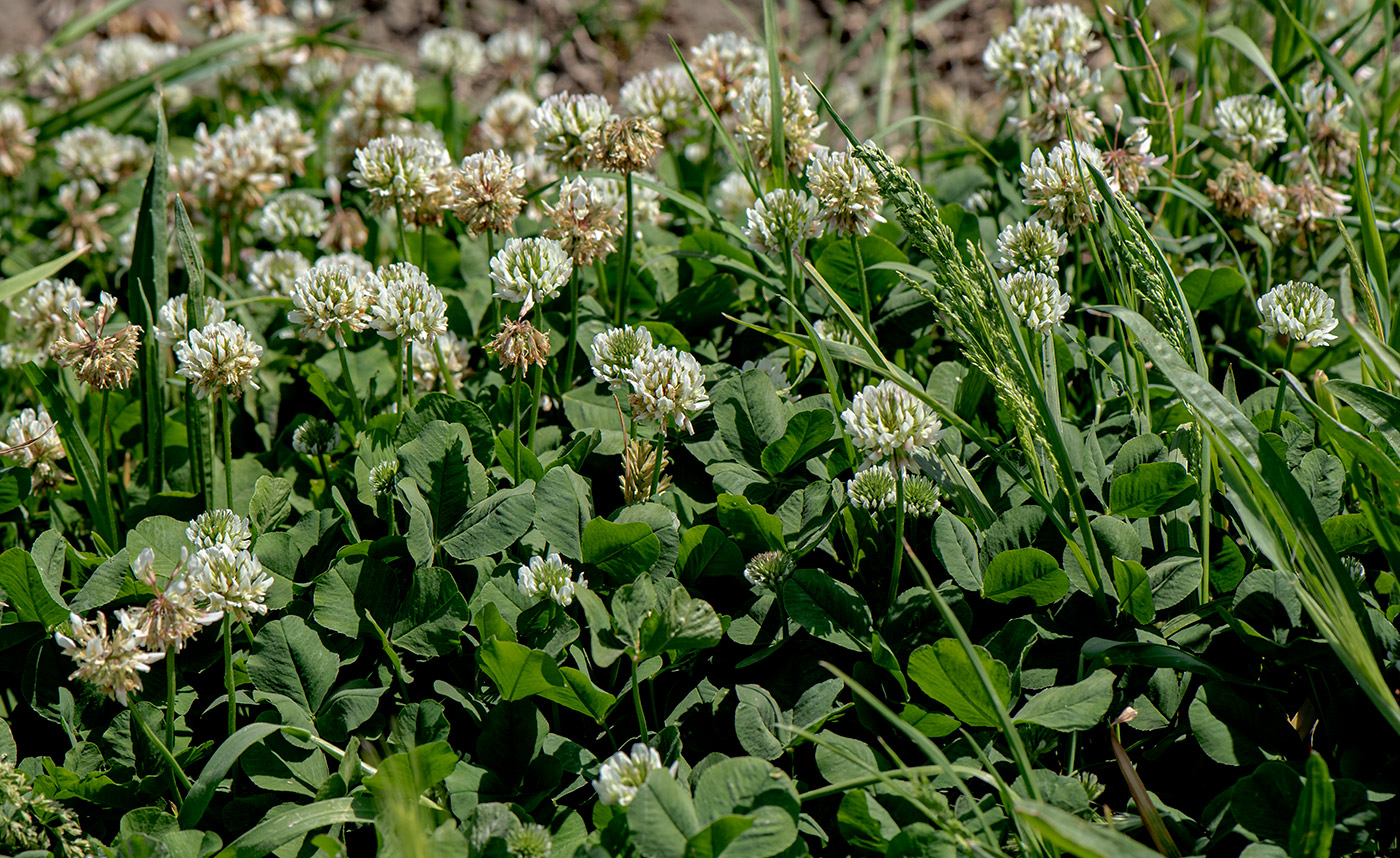 Изображение особи Trifolium repens.