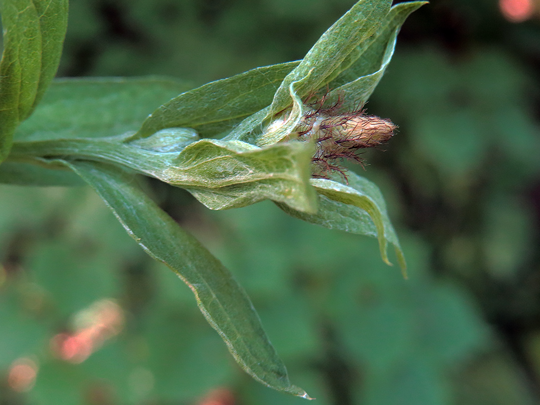 Изображение особи Centaurea pseudophrygia.