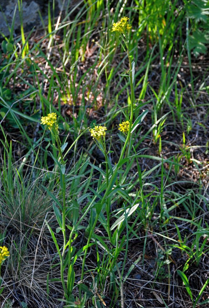 Image of Erysimum hieraciifolium specimen.