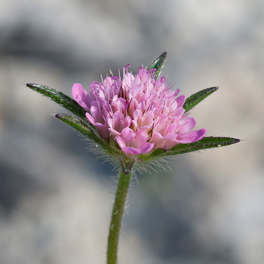 Image of Lomelosia micrantha specimen.