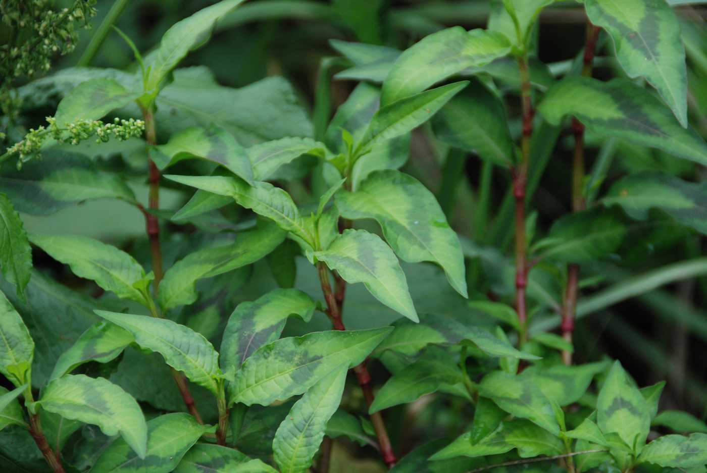 Image of Persicaria maculosa specimen.