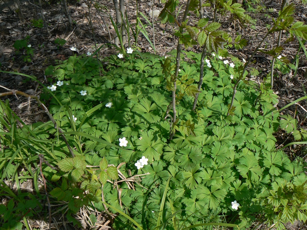 Image of Arsenjevia glabrata specimen.