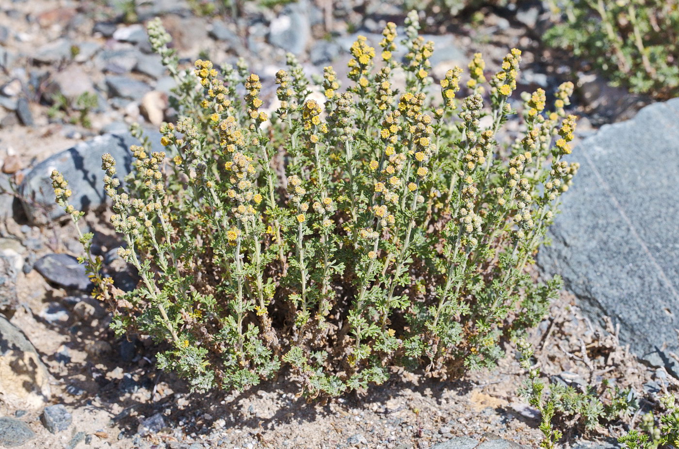 Изображение особи Artemisia viridis.