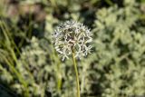 Allium tulipifolium